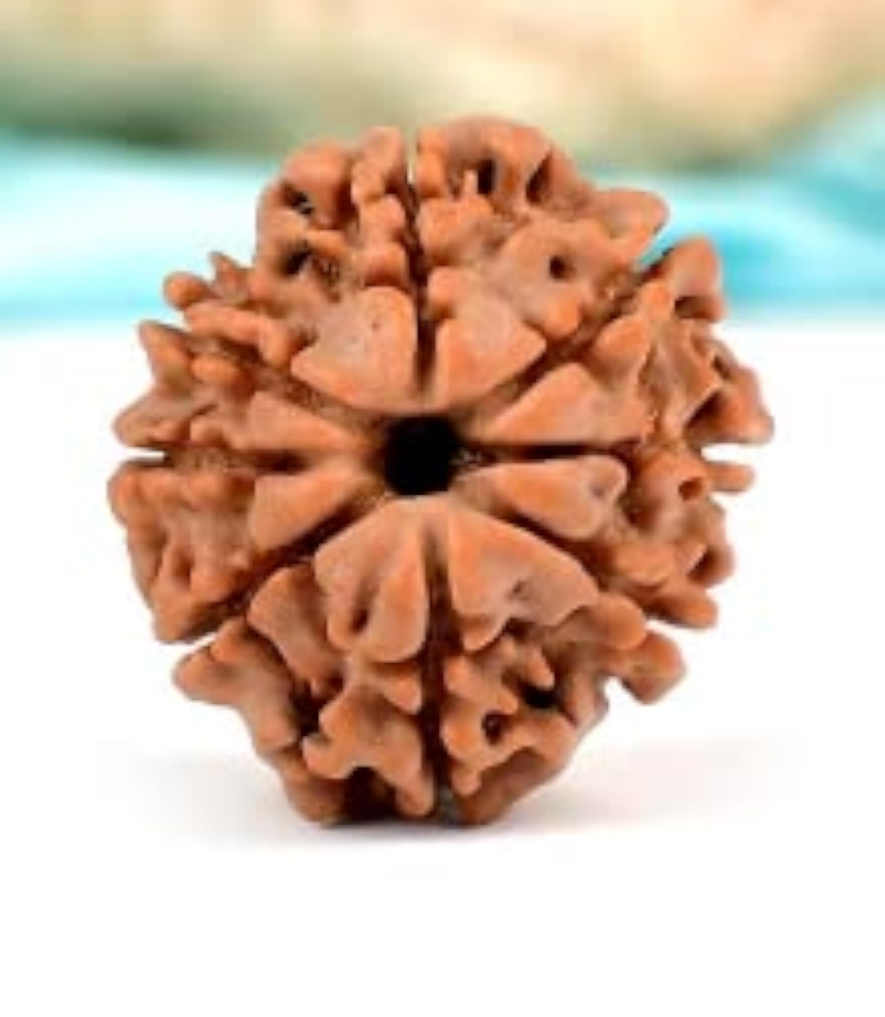 8 Mukhi Rudraksha Nepali Beads, Genuine Lab Certified